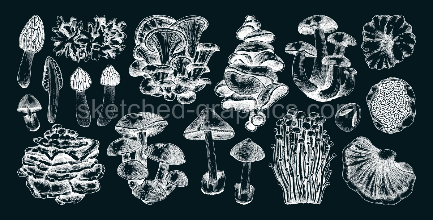 Hand-drawn mushrooms on chalkboard. Edible fungus sketches. Fungal protein, mycoprotein source, plant-based food, vegetarian product. Vector illustrations for packaging, menu, banner Illustration